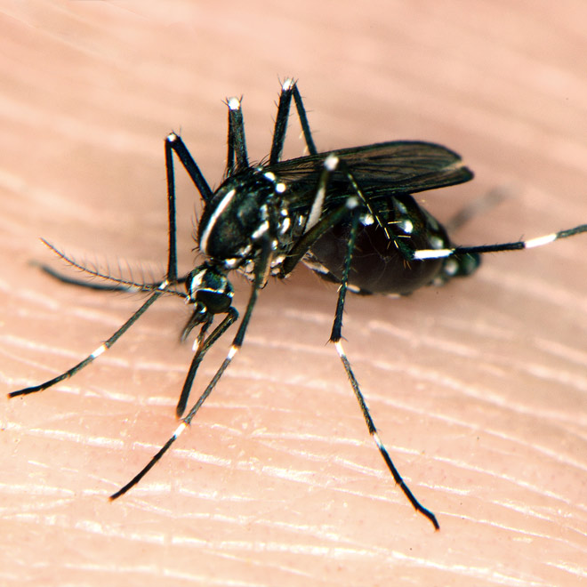 Tiger mosquito